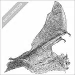 Tri-Colored Bat black and white stock drawing