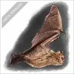 Tri-Colored Bat stock art drawing