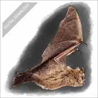 Tri-Colored Bat stock art drawing