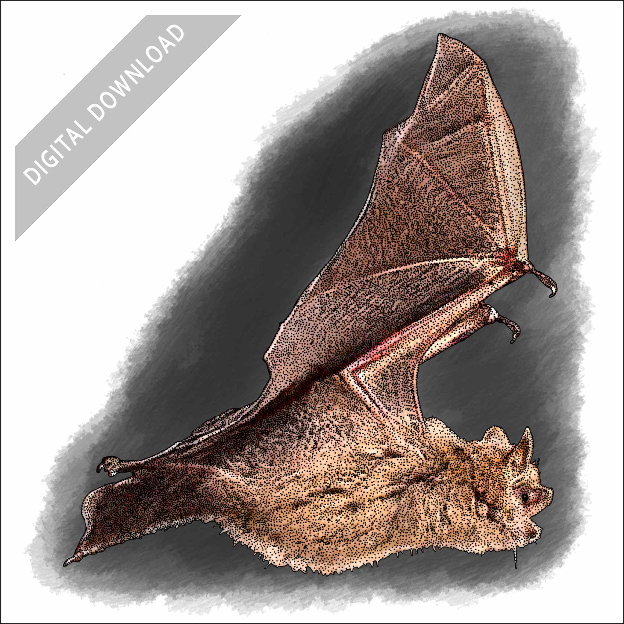 Tri-Colored Bat stock art drawing