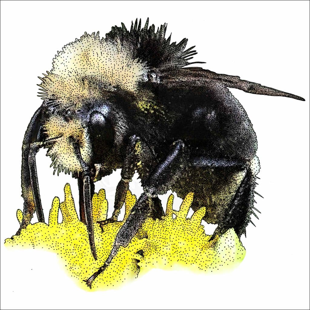 Yellow-Faced Bumble Bee - Signed Fine Art Print