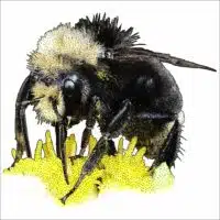 Yellow-Faced Bumble Bee drawing