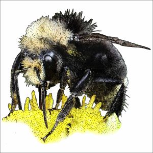 Yellow-Faced Bumble Bee drawing