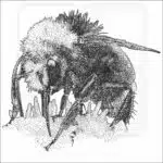 Yellow-Faced Bumblebee black and white drawing