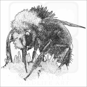 Yellow-Faced Bumblebee black and white drawing