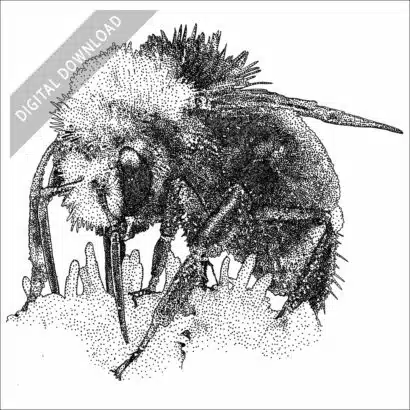 Yellow-Faced Bumblebee black and white stock art drawing