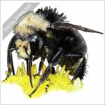 Yellow-Faced Bee stock art drawing