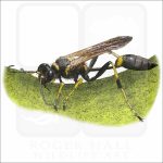 Yellow-Legged Mud-Dauber Wasp illustration
