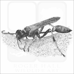 Yellow-Legged Mud-Dauber Wasp black and white drawing