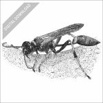 Yellow-Legged Mud-Dauber Wasp black and white stock art drawing