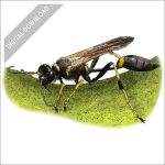 Yellow-Legged Mud-Dauber Wasp stock art drawing