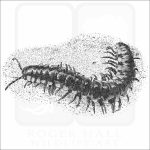 Yellow-Spotted Millipede black and white drawing