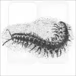 Yellow-Spotted Millipede black and white drawing