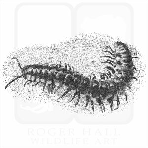 Yellow-Spotted Millipede black and white drawing