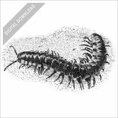 Yellow-Spotted Millipede black and white stock drawing