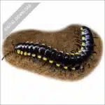 Yellow-Spotted Millipede stock art drawing