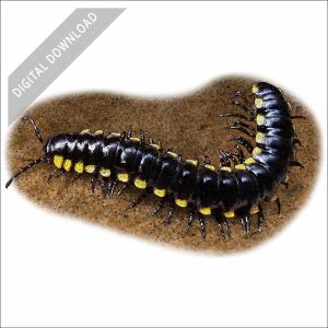 Yellow-Spotted Millipede stock art drawing