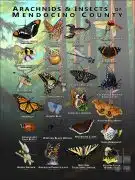 Arachnids & Insects of Mendocino County, California poster print