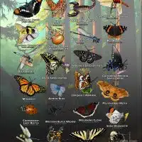 Arachnids & Insects of Mendocino County, California poster print