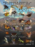 Arachnids & Insects of Pima County, Arizona poster print