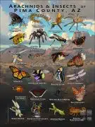 Arachnids & Insects of Pima County, Arizona poster print