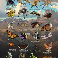 Arachnids & Insects of Pima County, Arizona poster print