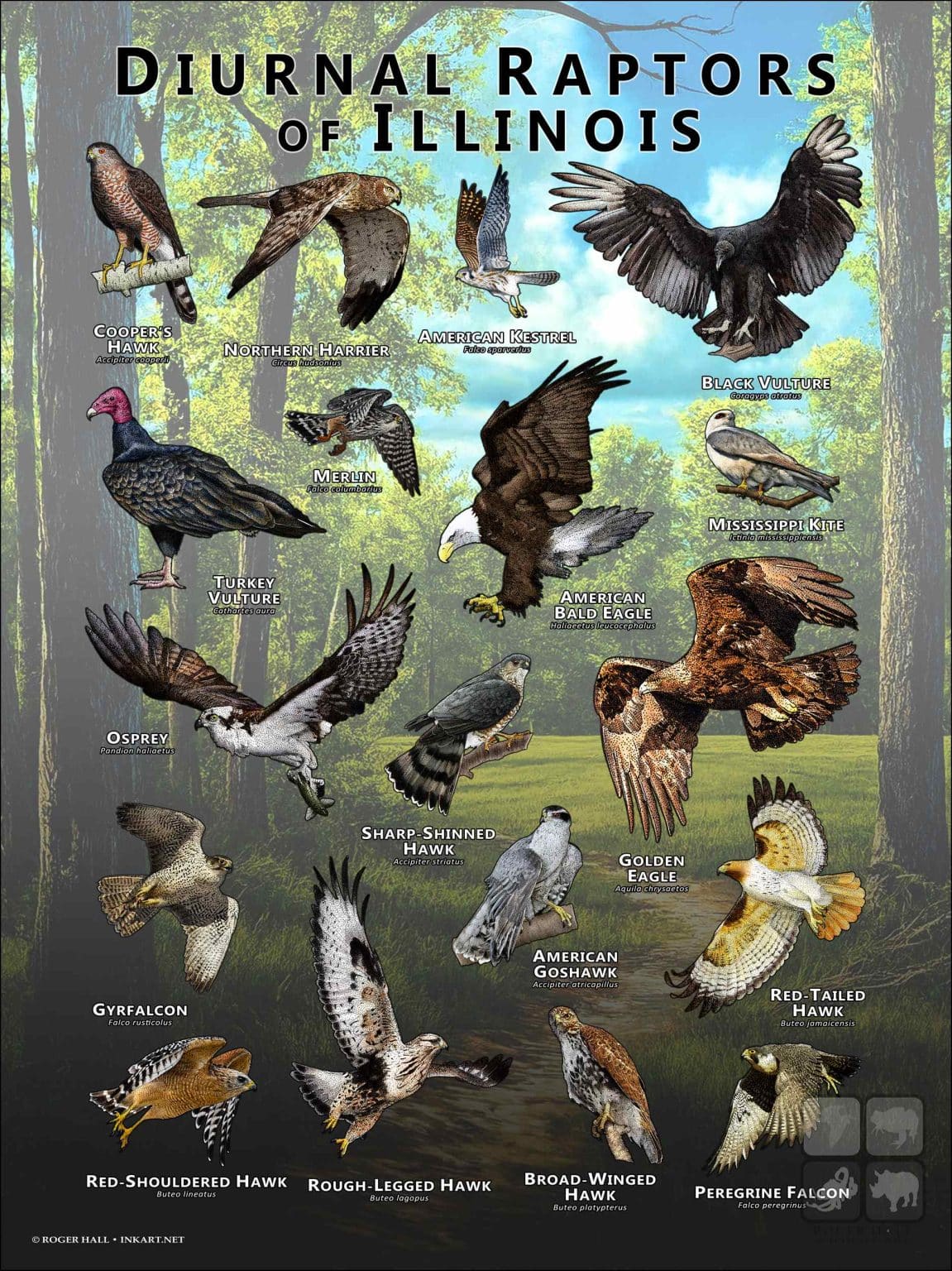 Daily Raptor Diurnal Raptors of New York Poster Print