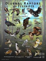Diurnal Raptors of Illinois poster print