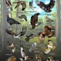 Diurnal Raptors of Illinois poster print