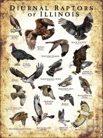 Diurnal Raptors of Illinois poster print