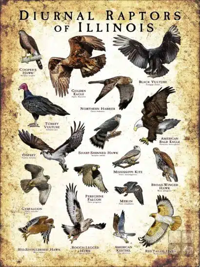 Diurnal Raptors of Illinois poster print