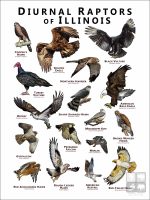 Diurnal Raptors of Illinois poster print