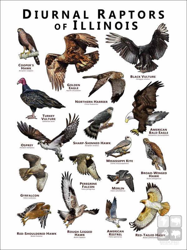 Diurnal Raptors of Illinois poster print