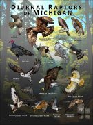 Diurnal Raptors of Michigan poster print