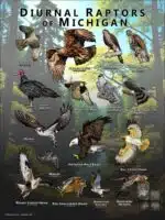 Diurnal Raptors of Michigan poster print