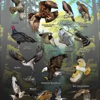 Diurnal Raptors of Michigan poster print