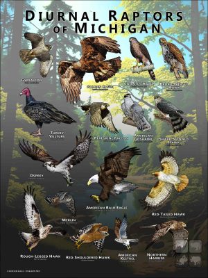 Diurnal Raptors of Michigan poster print