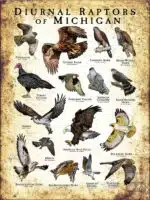 Diurnal Raptors of Michigan poster print