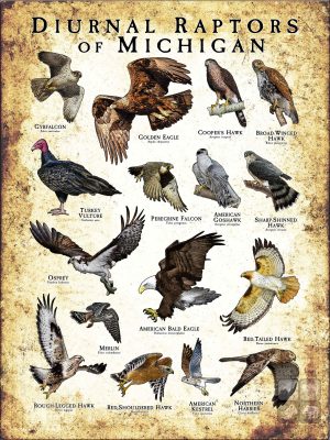 Diurnal Raptors of Michigan poster print