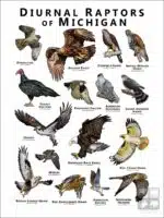 Diurnal Raptors of Michigan poster print