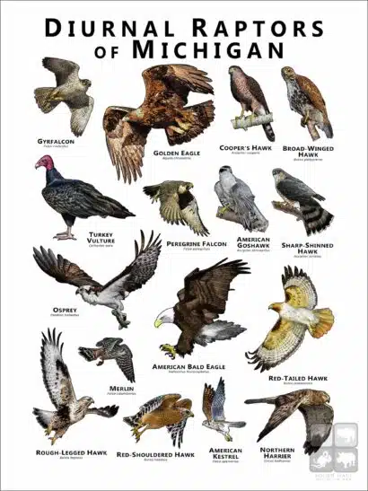 Diurnal Raptors of Michigan poster print