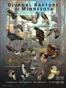 Diurnal Raptors of Minnesota poster print
