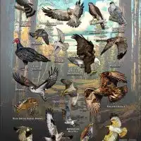 Diurnal Raptors of Minnesota poster print
