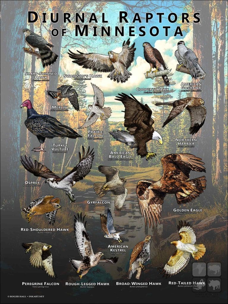 Midwest Rapters Diurnal Raptors of Minnesota Poster Print