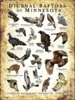 Diurnal Raptors of Minnesota poster print