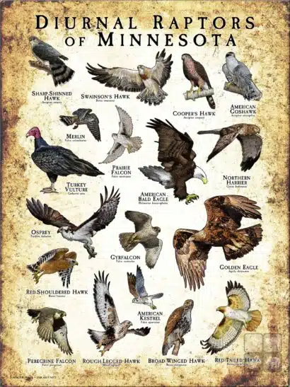 Diurnal Raptors of Minnesota poster print