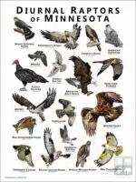 Diurnal Raptors of Minnesota poster print