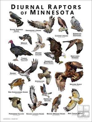 Diurnal Raptors of Minnesota poster print