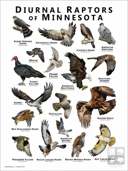 Diurnal Raptors of Minnesota poster print