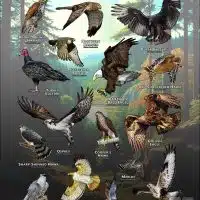 Diurnal Raptors of New York poster print